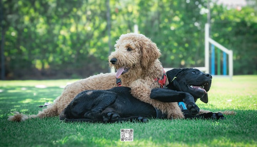 Foto:Hundeschule: DogTIME | Spiel- und Sozialkontakte | Körpersprache lesen und richtig deuten